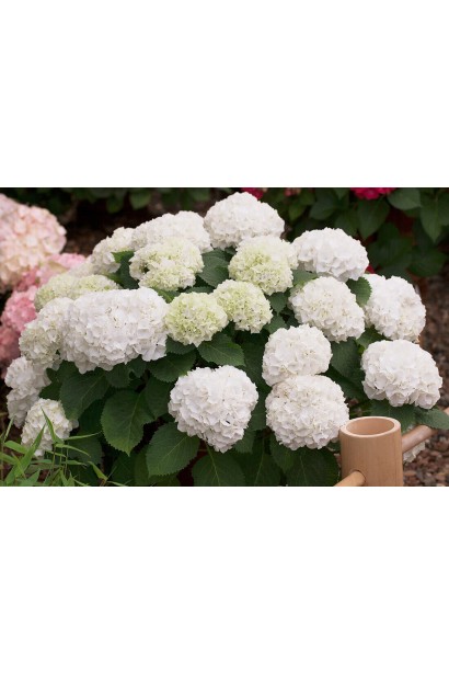 Гортензія Вуду використання